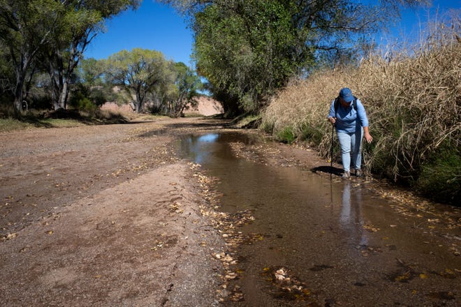 Cyndi Tuell (Western Watersheds) searches for the Huachuca water umbel on the banks of the San Pedro River, October 27, 2021, in the San Pedro Riparian National Conservation Area near Fairbank, Arizona.