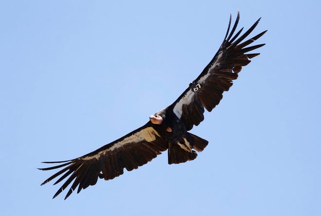 In this June 21, 2017, file photo, a California condor takes flight in the Ventana Wilderness east of Big Sur, Calif. Endangered California condors can have â€œ'virgin births," according to a study released Thursday, Oct. 28, 2021. Researchers with the San Diego Zoo Wildlife Alliance said genetic testing confirmed that two male chicks hatched in 2001 and 2009 from unfertilized eggs were related to their mothers. Neither was related to a male.(AP Photo/Marcio Jose Sanchez, File)