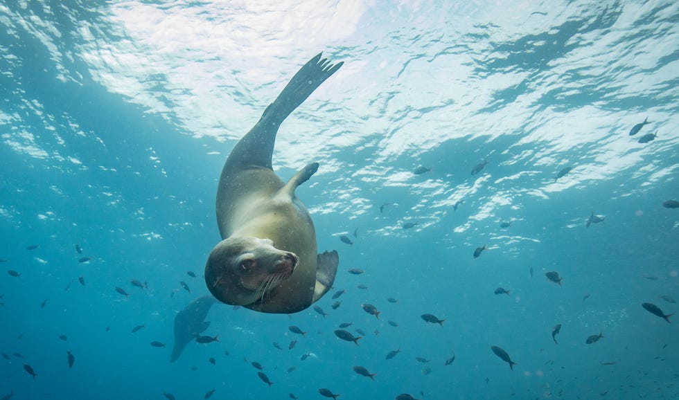 Jacques Cousteau himself called the Sea of Cortez "the world's aquarium" due to the variety of marine life there.