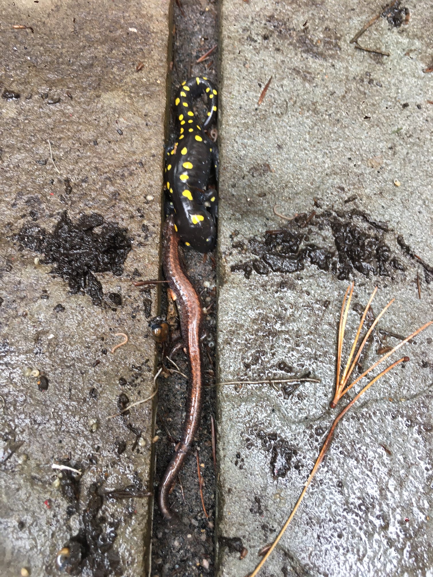 Spotted and Eastern redback salamanders look for their winter home