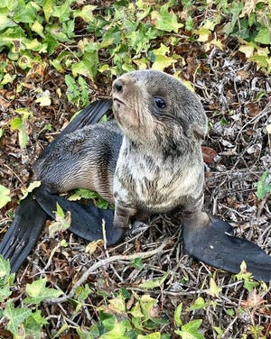 A northern fur seal pup was recovering Monday at a marine life rehabilitation center after a harrowing weekend in San Rafael.
