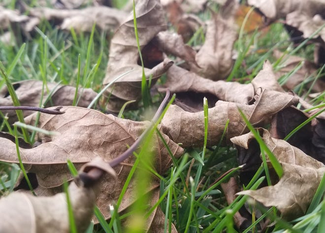 Fallen leaves, when not collected and removed, form an organic blanket of sorts that protects roots and critters from the pending cold weather.