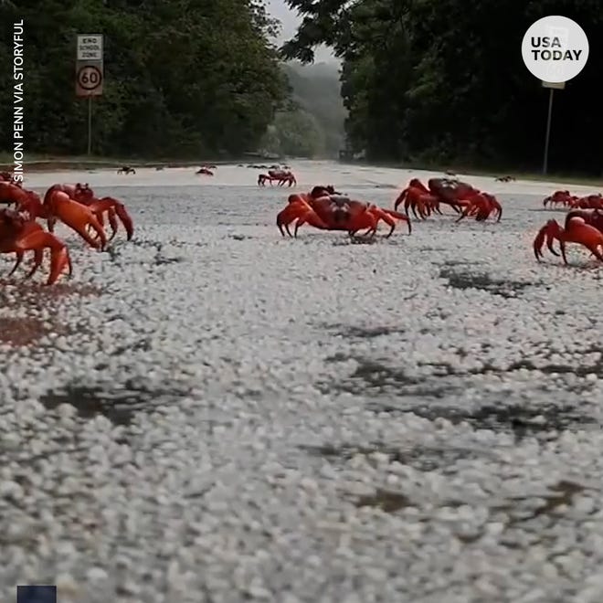 Christmas Island Crabs 2021 Red Crabs Are Back And Shutting Down Australia S Christmas Island Christmas Island Crabs 2021 Red Crabs Are Back And Shutting Down Australia S Christmas Island