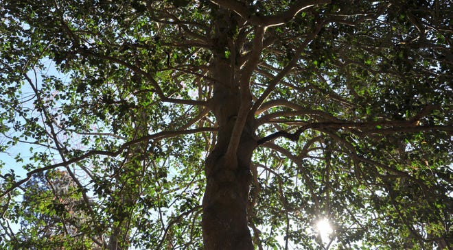 Μεγάλο ιερό δέντρο στο ιερό Mass Audubon Ashumet Holly Sanctuary στο East Falmouth.