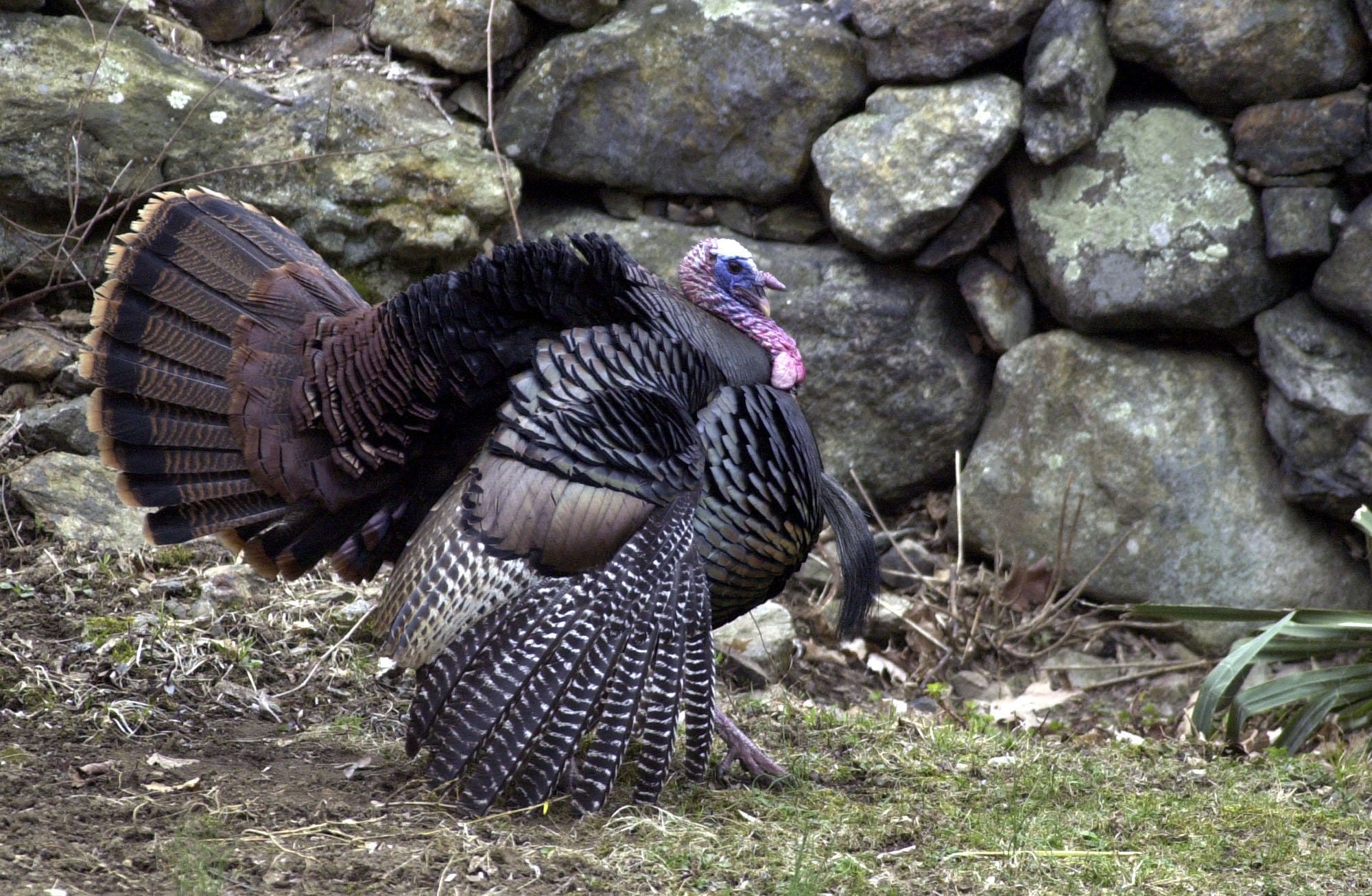 Are wild turkeys dangerous? Will they attack a human?
