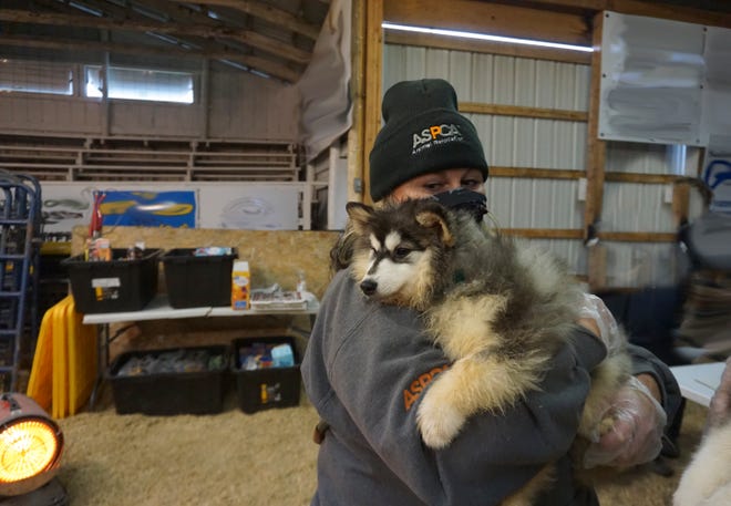 Dogs are cared for at an emergency shelter after being rescued from Daniel Gingerich, an Iowa breeder who was ordered by a U.S. District Court judge to surrender his dogs after the USDA said he had violated the Animal Welfare Act more than 100 times.