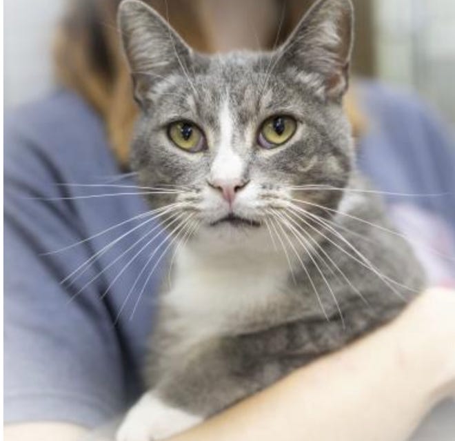 Meet Bowie, this week's featured pet from the White River Humane Society. Bowie is a handsome,  3-year-old boy that is ready for his forever home. He loves people and is affectionate. He would prefer a home without other cats. He has been neutered, tested for FIV/FeLv, up to date on vaccinations, dewormed and microchipped. If you are a Lawrence County senior age 55 or over, his adoption fee is only $10. through Lawrence County Community Foundation, Pennington grant with approved application. To meet Bowie, stop by the WRHS on Pumphouse Road or call 812-279-2457.