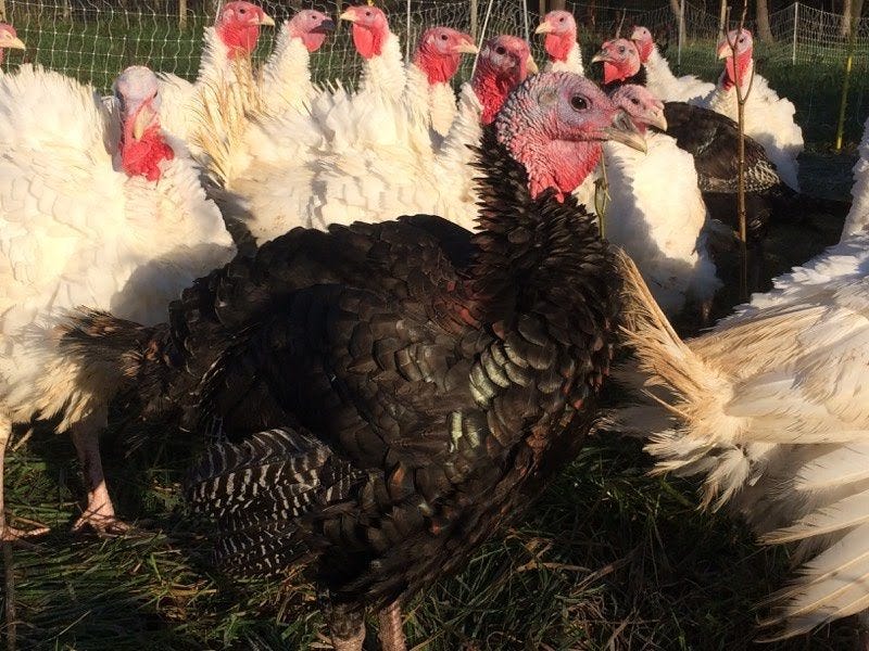 With turkeys in short supply for Thanksgiving, try these meat options With turkeys in short supply for Thanksgiving, try these meat options