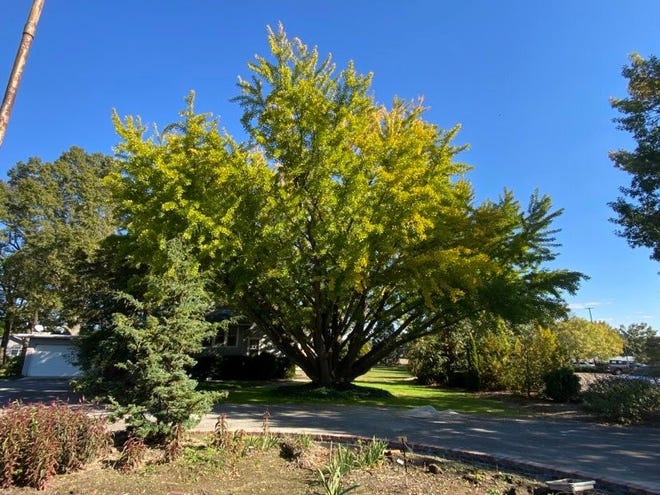 This gingko tree at the UT Agricultural Extension Center on Airways Boulevard in Jackson will turn a bright shade of yellow within the next week or two.