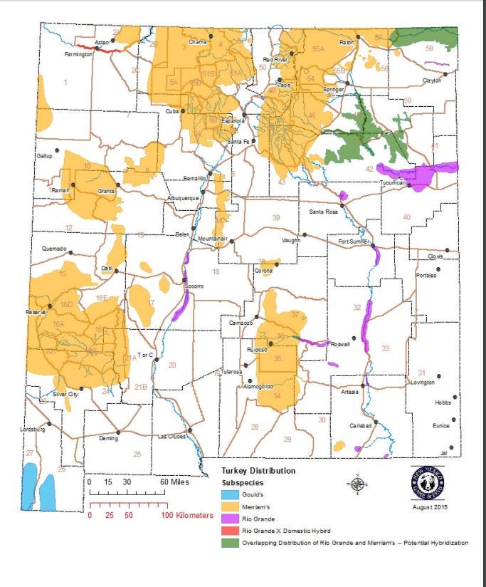 New Mexico S Rarest Wild Turkey Species Reported Recovering
