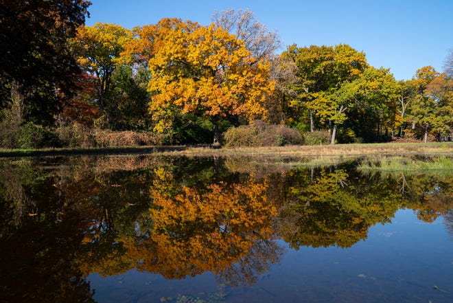 A flooded grassy area along the bike path in Palmer Park reflects to vibrant fall colors Monday, Nov. 8, 2021. 