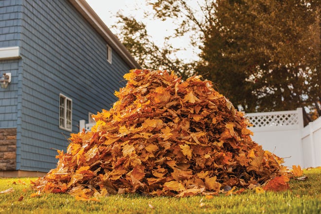 The city of Oak Ridge's leaf pickup program begins Monday, Nov. 22, and continues into January.