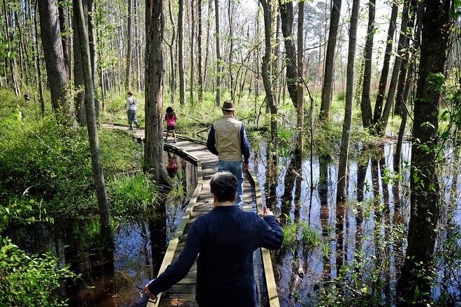 Visitors on a tour make their way through a swamp area of Phinizy Swamp Nature Park in Augusta, Ga.