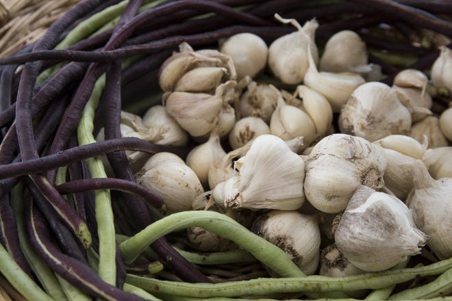 In Florida, successful garlic growing isn't completely foolproof.