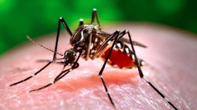 North Carolina could be on pace in 2022 to set a record for West Nile virus infections.