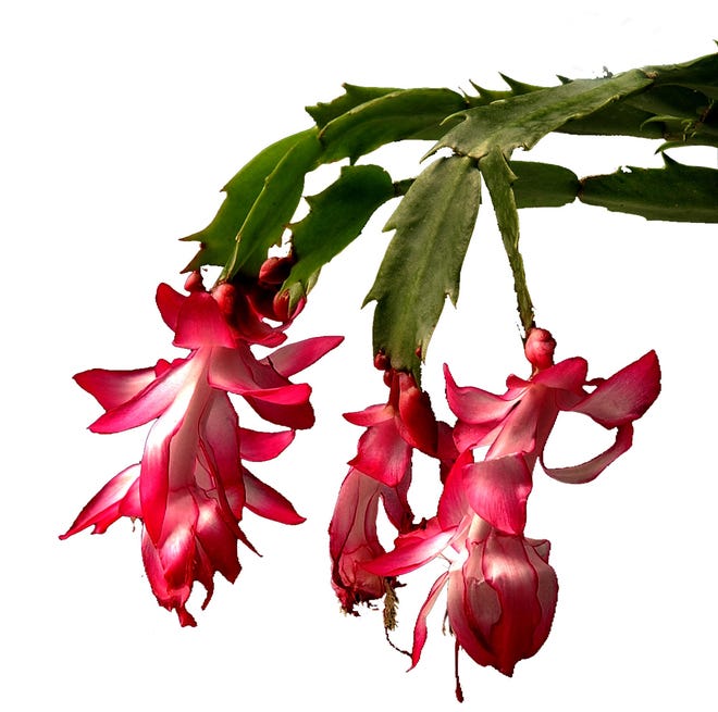 If cared for properly, Zygo cactuses - or Christmas cactuses - will come back year after year, growing ever bigger.