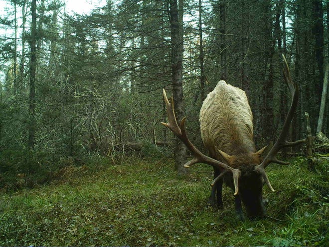 Bull elk in Ashland County.