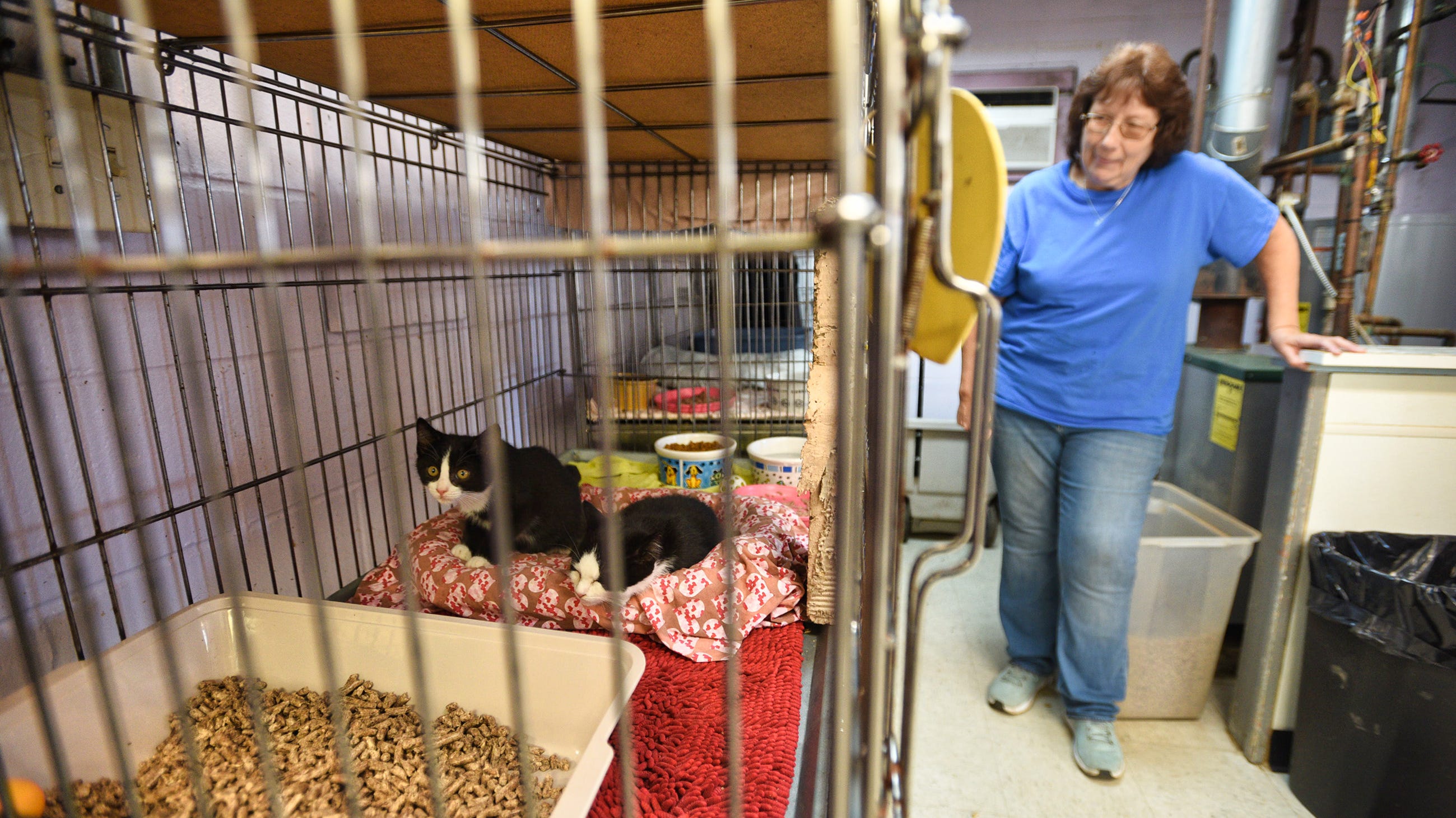 Englewood NJ animal shelter needs volunteers, pet supplies