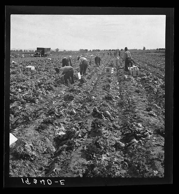 Filipino farm workers harvest lettuce near Imperial Valley, Calif. circa 1939.