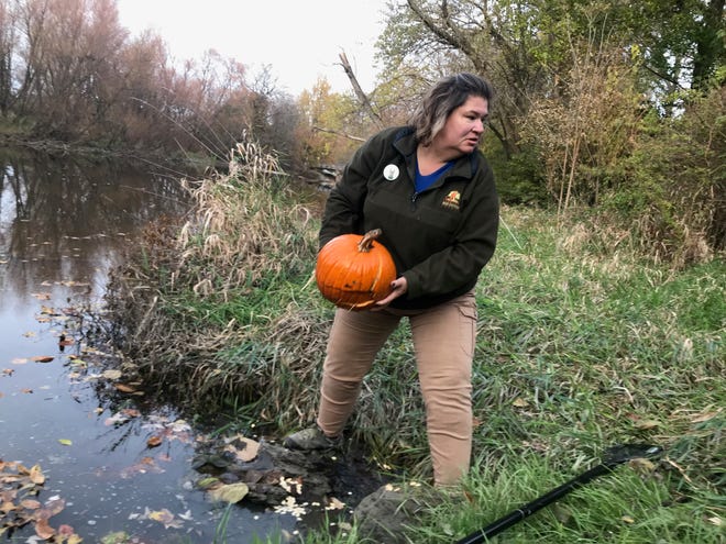 Debbie Haubert, naturalist with the Sandusky County Park District, fishes a wayward pumpkin out of Muddy Creek during the park district's first Great Pumpkin Smash Wednesday at Lindsey's Wilson Nature Center.