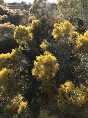 Chamisa shrub looking golden at Albuquerque’s North Domingo Park on Oct. 26, 2019.