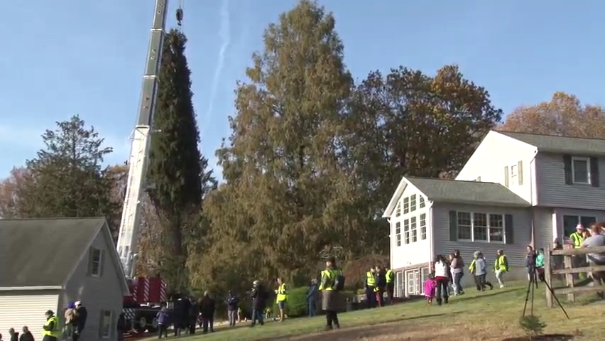 Local Tree Headed To New York City S Rockefeller Center