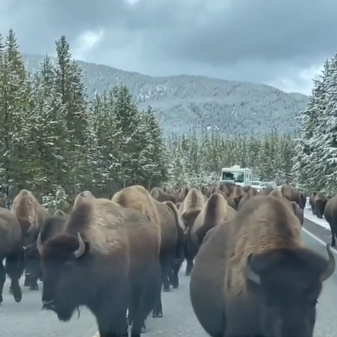 Huge herd of bison force cars to stop in road