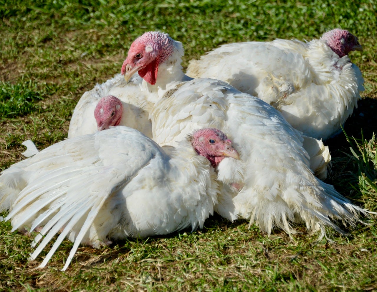 Organizations offer free Thanksgiving dinners this week