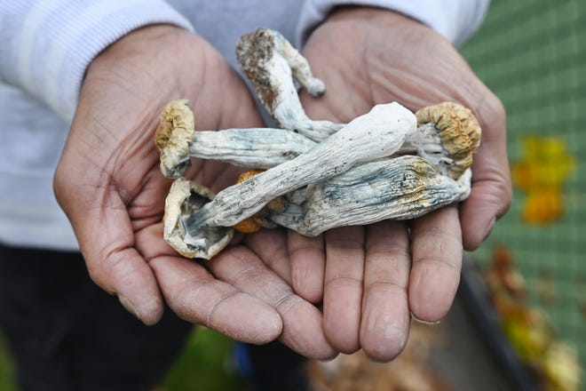 Kelompok mendorong untuk mendekriminalisasi jamur psikedelik di Michigan