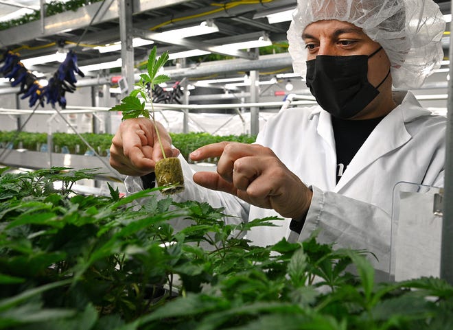 Chad Zaki lifts a rooted cutting ready for transplanting and inspects it at Common Citizen's cannabis manufacturing facility in Marshall on Nov. 11.