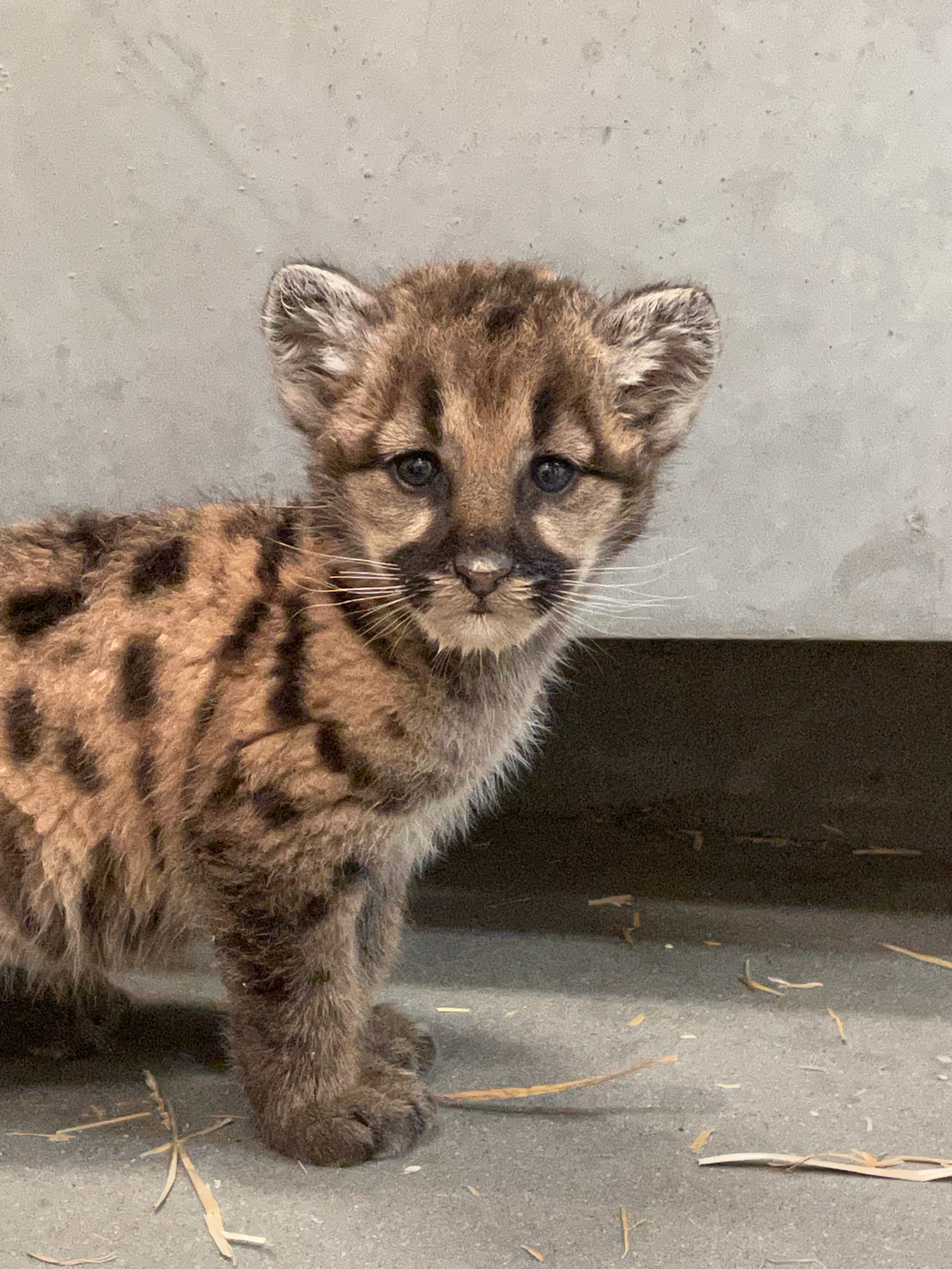 baby puma animal