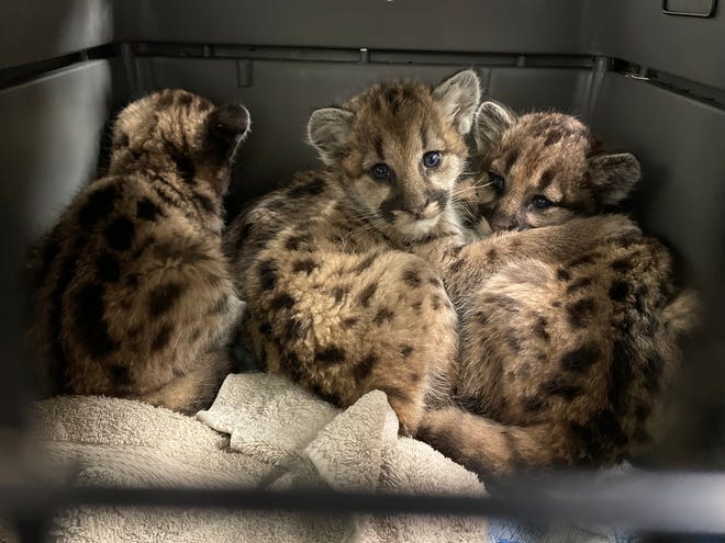 The Memphis Zoo, in collaboration with U.S. Fish and Wildlife and the Oregon Zoo, has rescued four baby pumas that were abandoned by their mother.