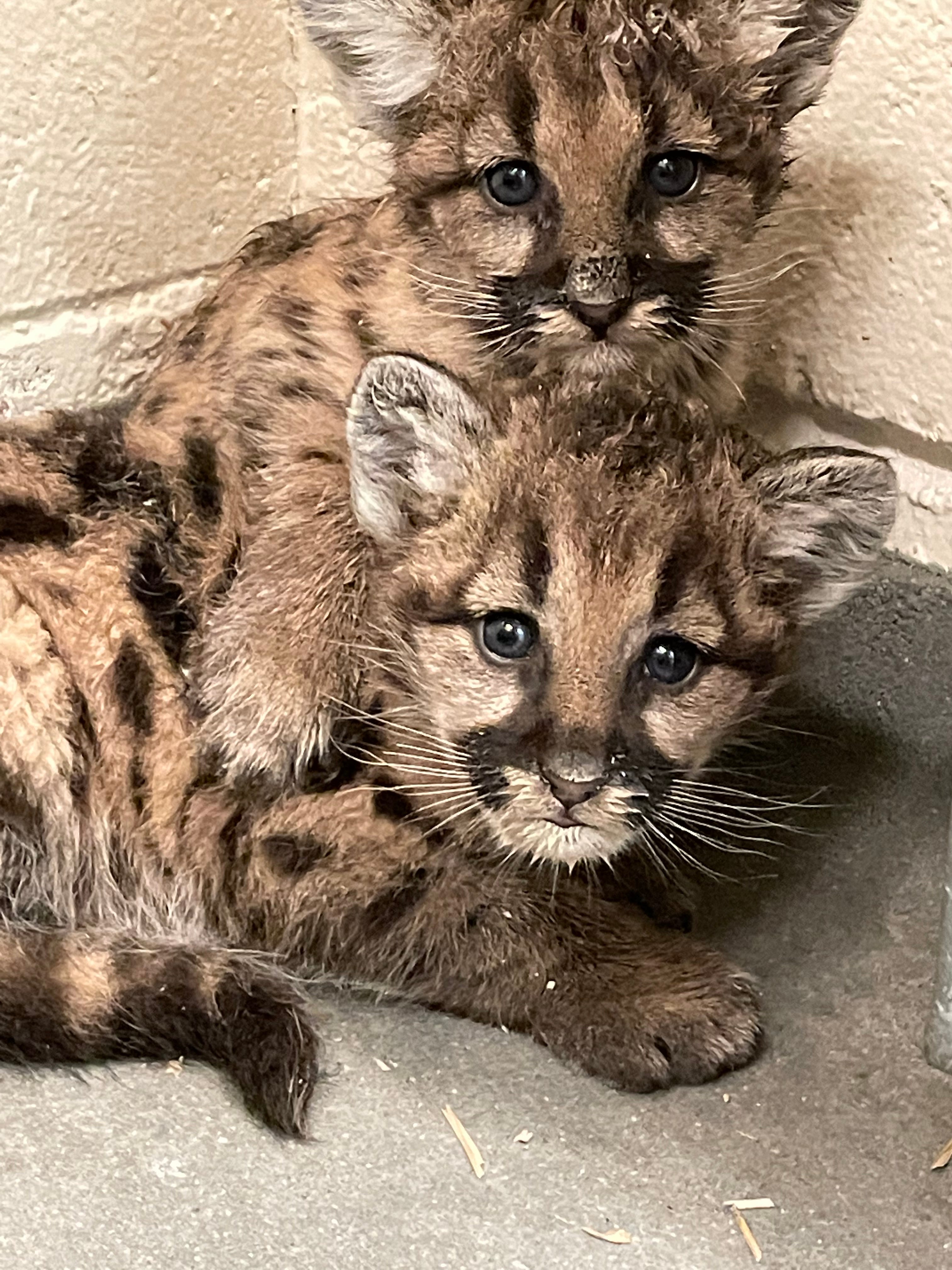baby puma