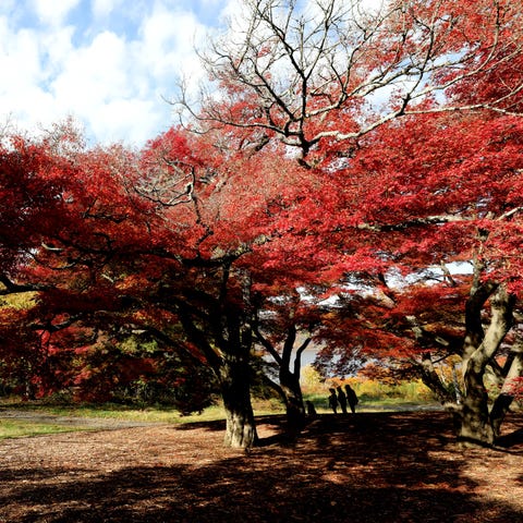 Visitors pose for photos under a magnificent maple