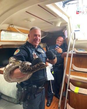 Police quickly responded and transferred the invasive snake after its joyride to a local wildlife handler, according to a news release.