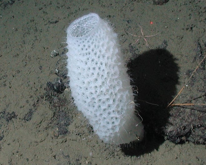 Euplectella aspergillum is a deep ocean glass sponge
