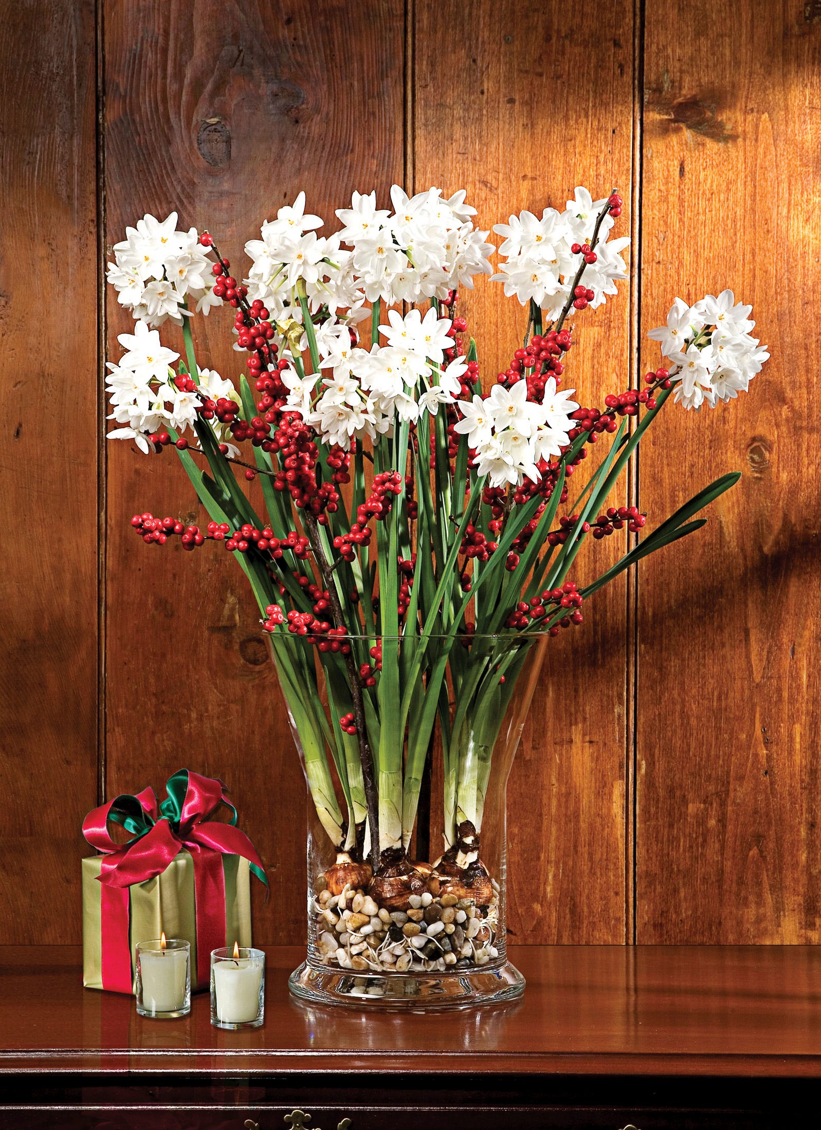 Start now to 'force' paperwhite bulbs to bloom for holidays