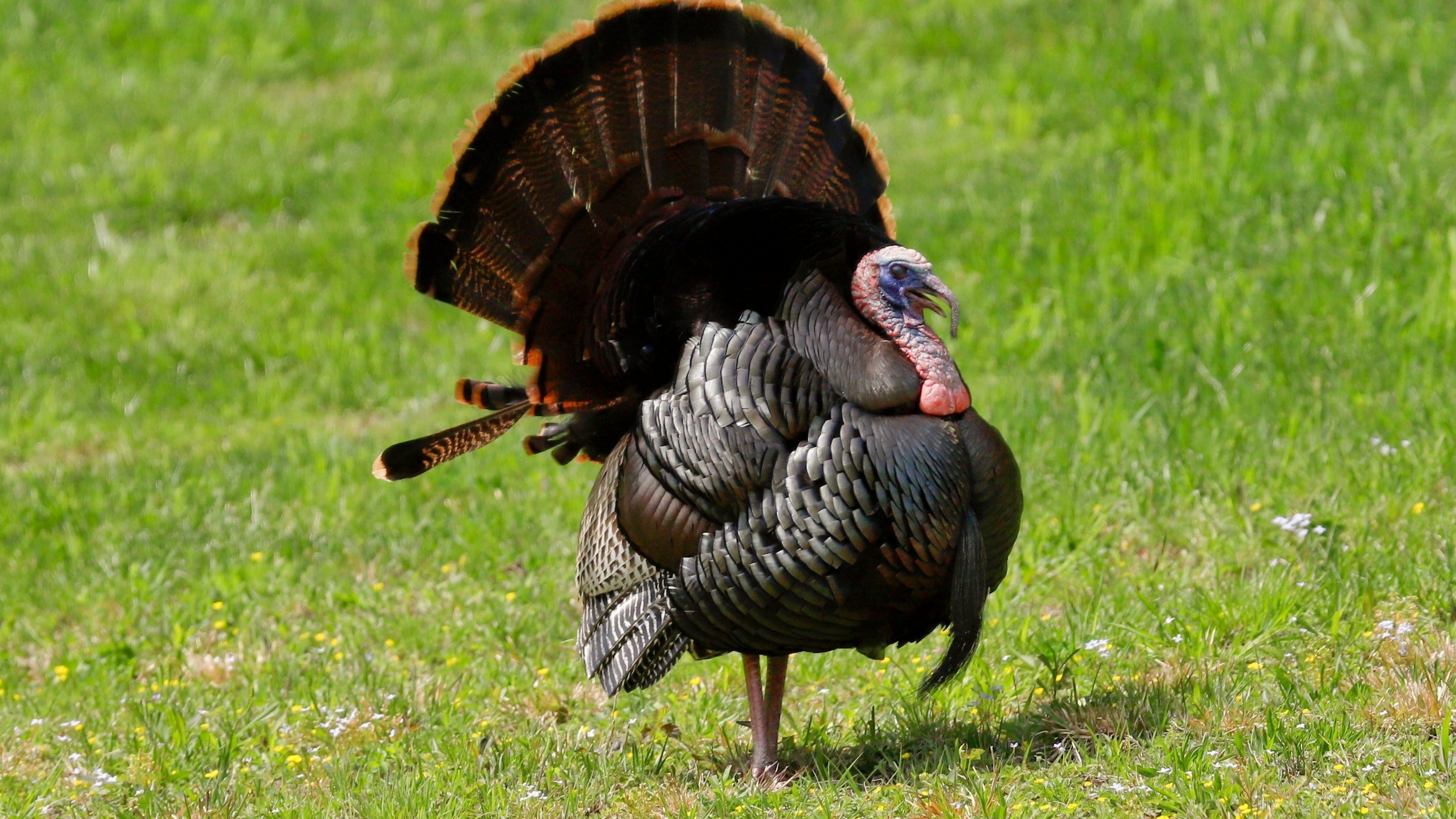 Kansas turkey season 2022 opens April 1 What to know before hunting
