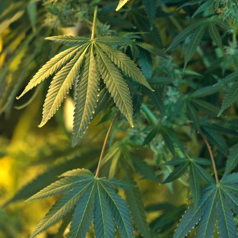 Confiscated marijuana plants.