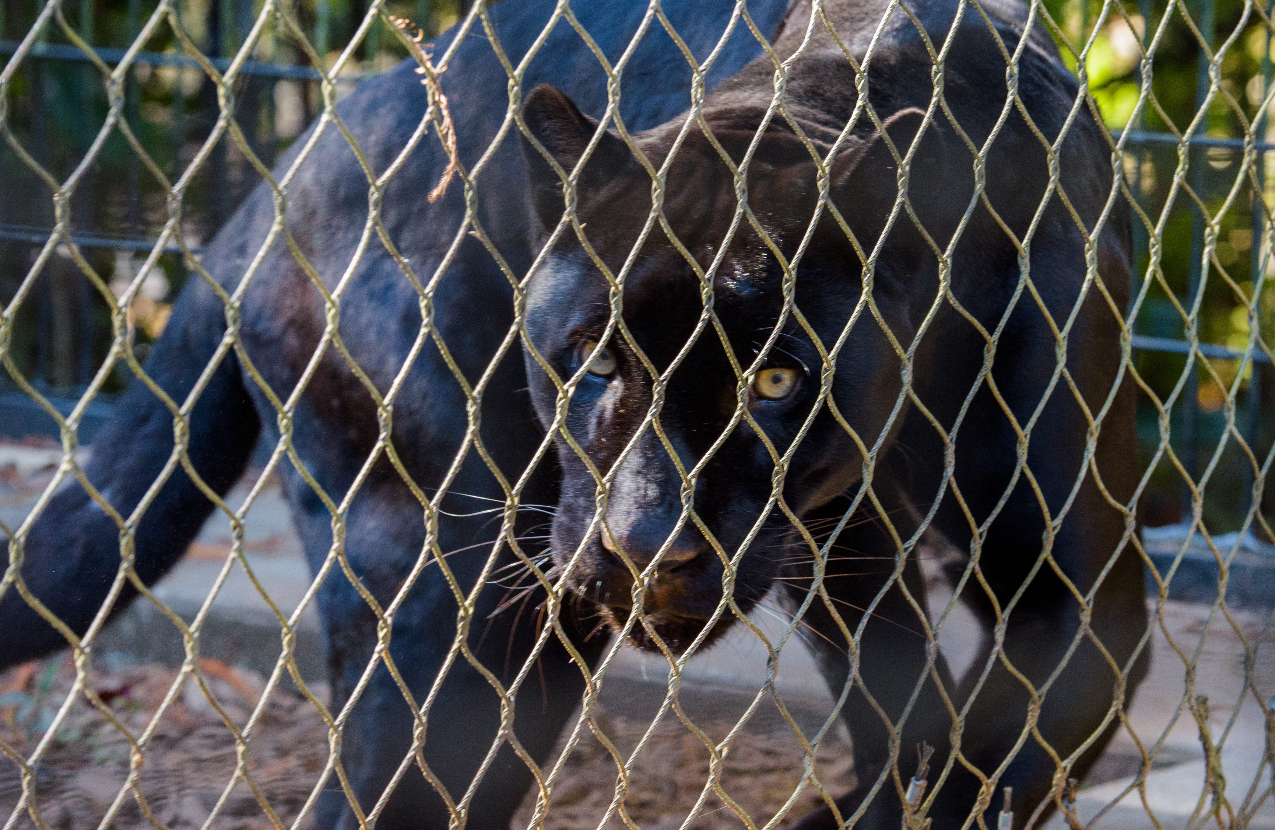 Mississippi Zoo Features Rare Black Jaguar