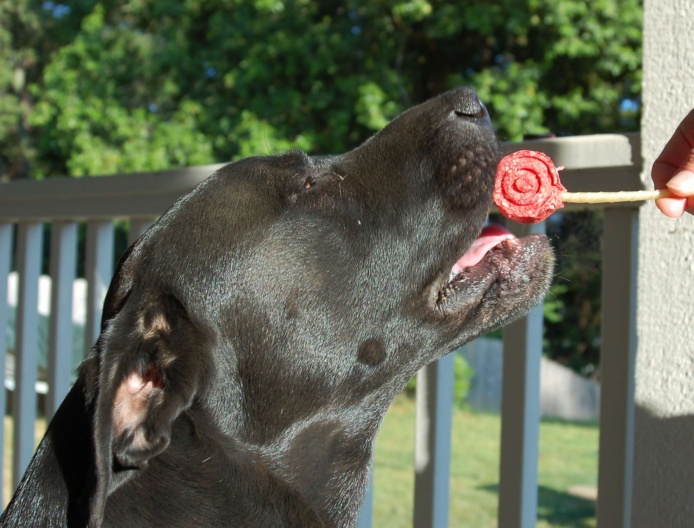 Nyxo, a rescue dog, suffered an agonizing death in 2014 after being poisoned in Northern California. His owner, scientist Mourad Gabriel, blames illegal marijuana growers trying to stop his research.