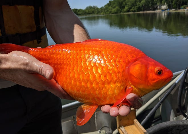 Minnesota, Burnsville'de, Keller Gölü'nde 16 inç uzunluğa ve 5 kilo ağırlığa sahip bir akvaryum balığı avlanırken bulundu.