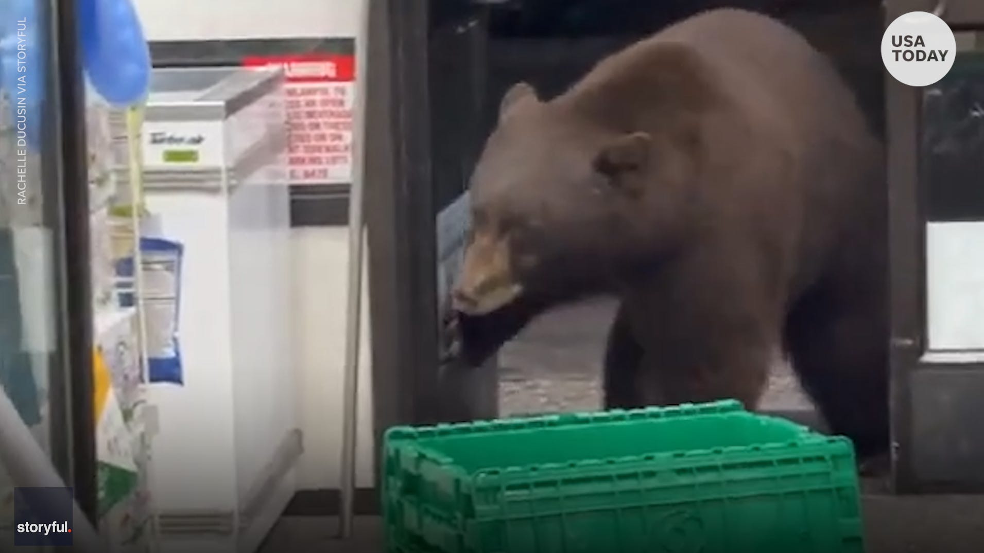 Hungry bear strolls into a 7-Eleven looking for food