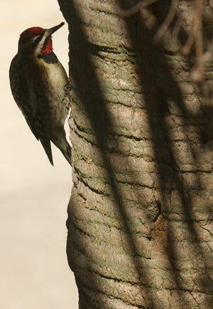 The yellow-belled sapsucker is a medium-size woodpecker. The birds travel through the Northeast Florida area from late September through about April.