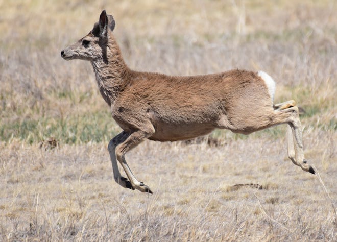 A mule deer is suspended with all four legs off the ground, an action referred to as "stotting."