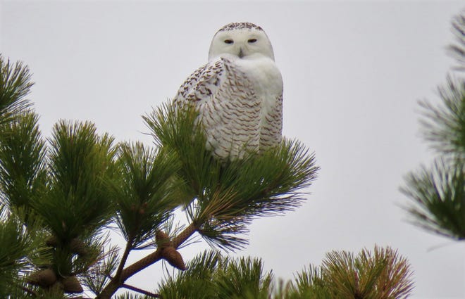 White plumage provides excellent camouflage for a snowy owl in the Arctic, as well as Canada and northern states. [Photo courtesy Alan Troyer]