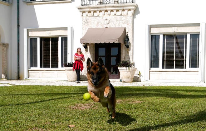 Gembala Jerman Gunther VI mengejar bola tenis yang dilemparkan oleh pawang Stacey Marino di luar sebuah rumah yang secara resmi dimiliki oleh bintang pop Madonna, Senin, 15 November 2021, di Miami.