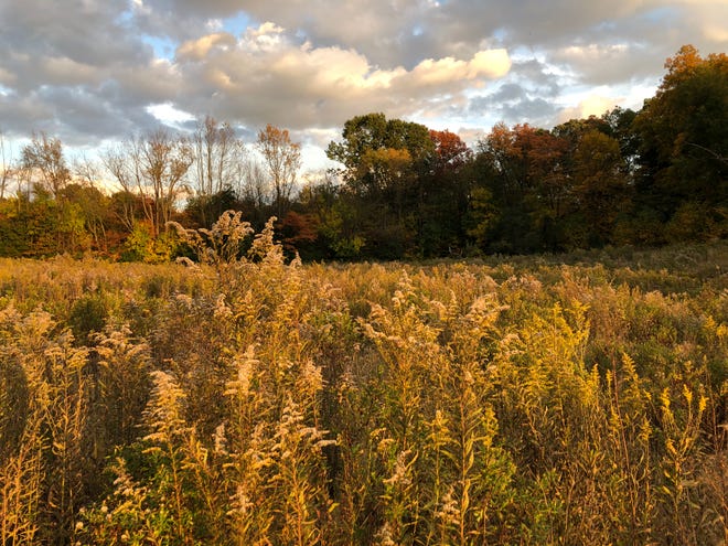 The "weeds" — actually, wildflowers and wild plants — that grow at the Lydick Bog Nature Preserve in South Bend provide pollinators with a fertile environment that supports their existence.