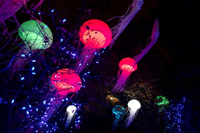 Jellyfish lanterns illuminate the new “Under the Sea” display at the 39th annual PNC Festival of Lights at the Cincinnati Zoo and Botanical Garden on Wednesday, Nov. 17, 2021.