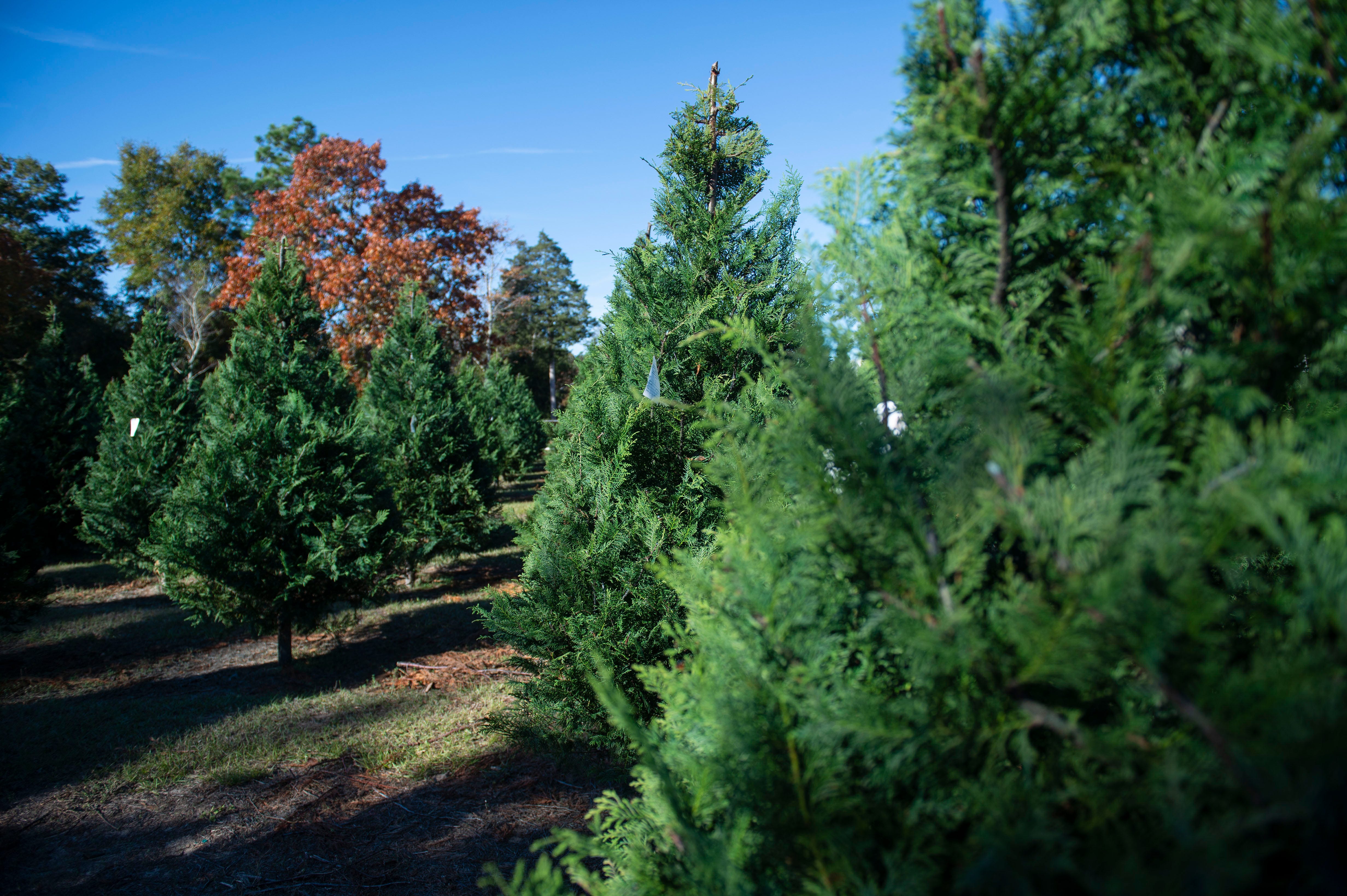 grows 1,400 acres of Christmas trees, worth 9 million, yearly
